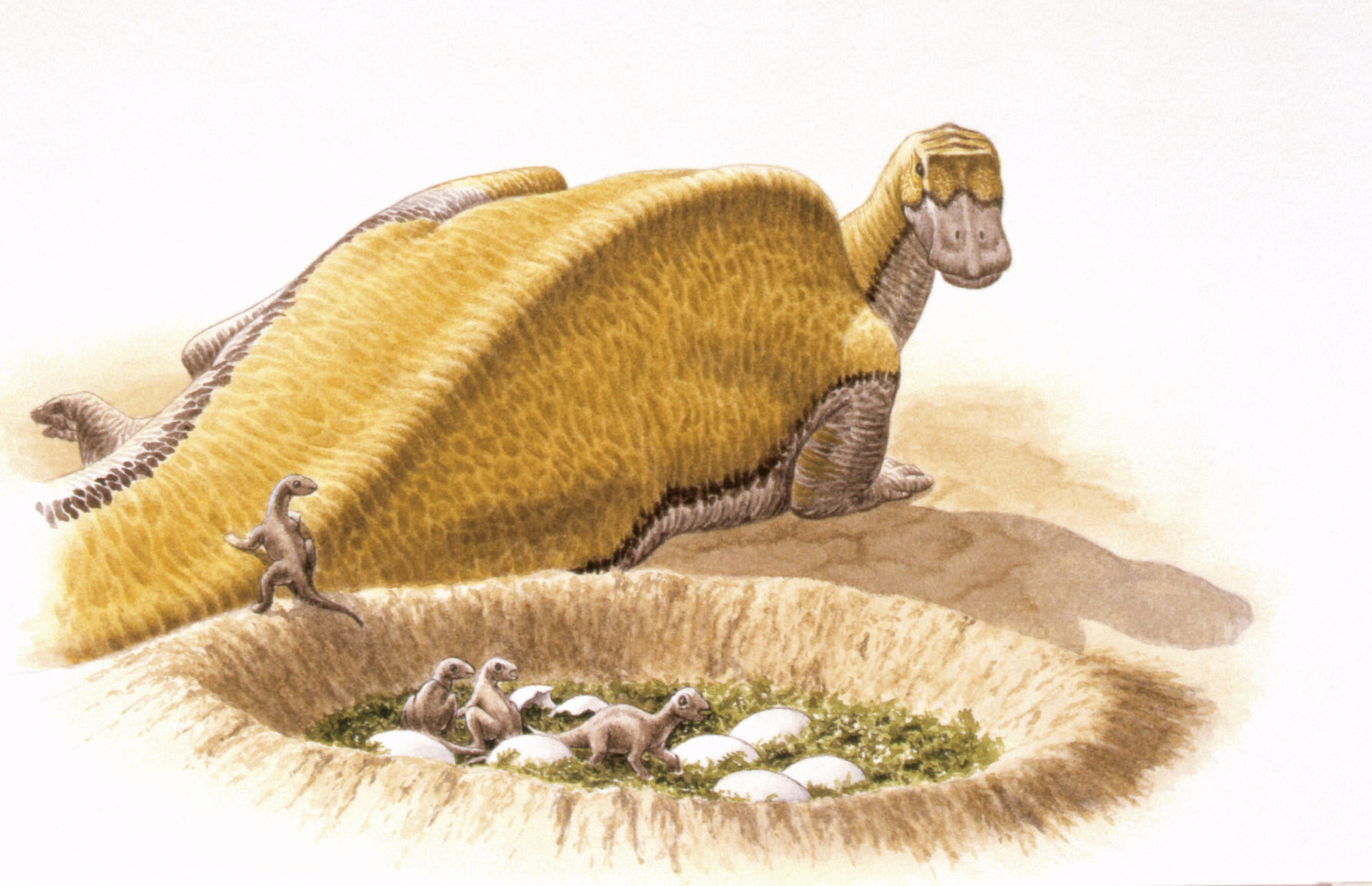 Maiasaura dinosaur eggs